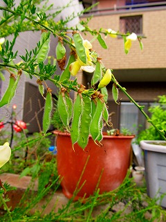 エニシダ豆