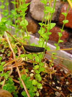 カラスノエンドウ豆