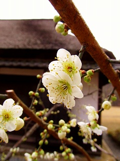 梅