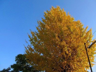 銀杏