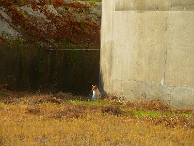 ニャン