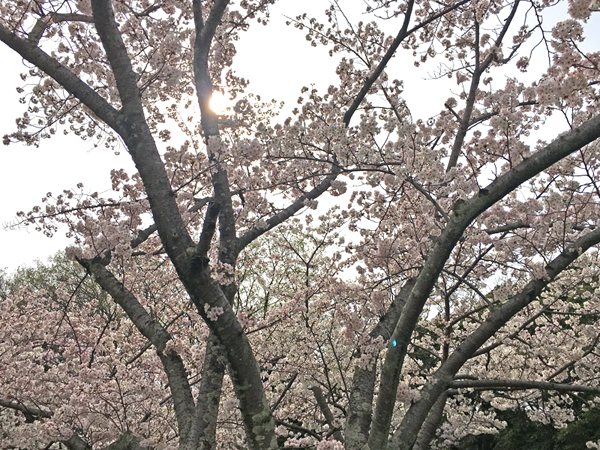 2017-04-09 001.jpg