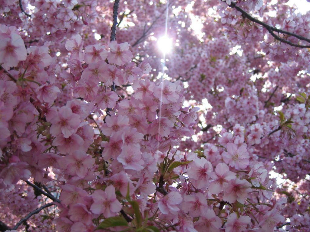 桜