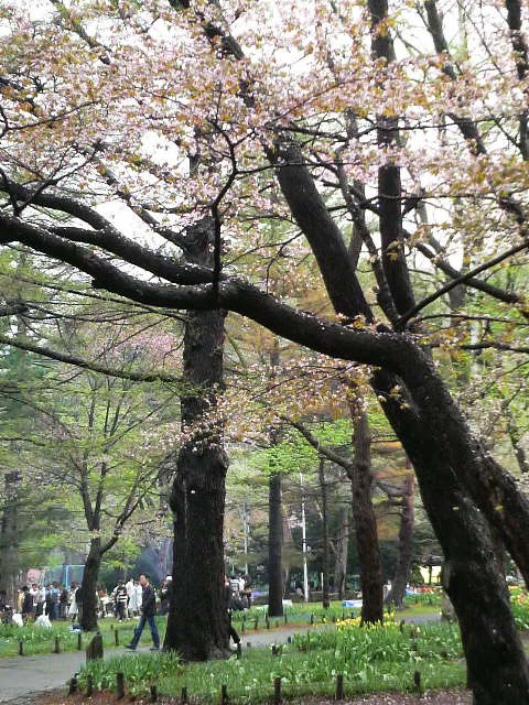 花見1
