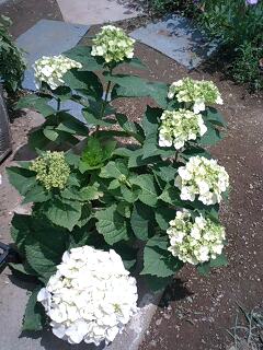紫陽花の切り戻し 手入れ 育て方 ガーデニング 090602_1242~0001.jpg