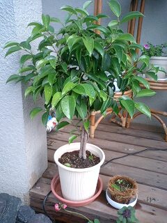 090617_0819~0001.jpg