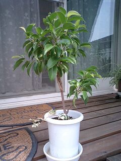090829_1025~0001.jpg