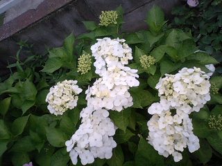 100621_1712~0001.jpg