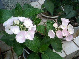 紫陽花の剪定 育て方 7月の手入れ
