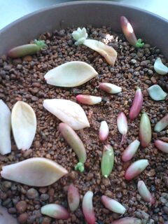 多肉植物の増やし方 育て方