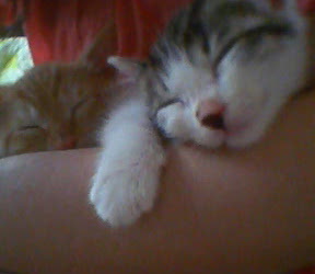 201106271014.jpg