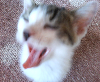 P1000411.jpg
