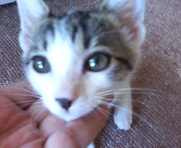 P1000408.jpg