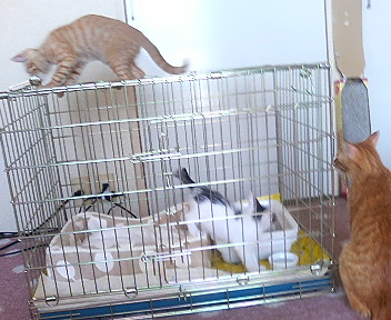P1000415.jpg
