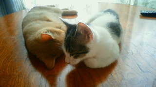 201108190900001.jpg