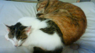 201108191351001.jpg