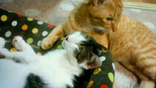 201108292328000.jpg