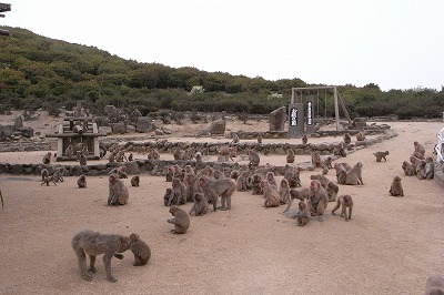 おさる