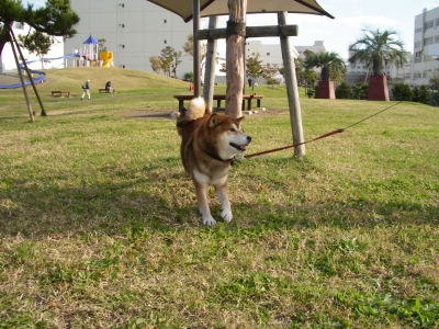 ゴンスケ