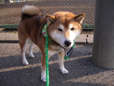 ゴンスケ