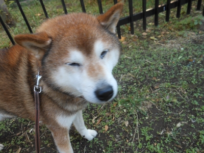 ごん
