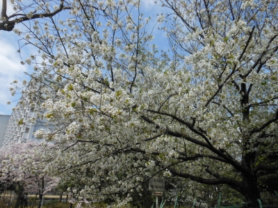 桜