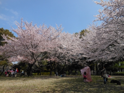 さくら