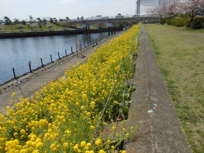 菜の花