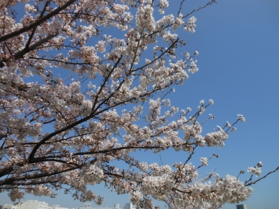 さくらの花