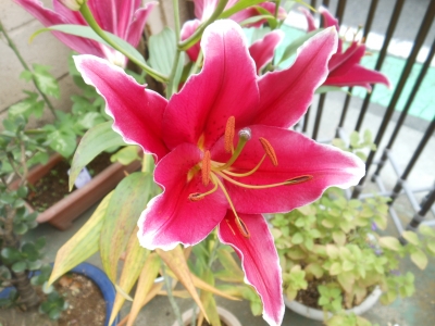 百合