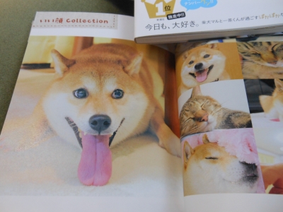 犬