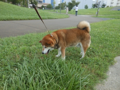 ごん