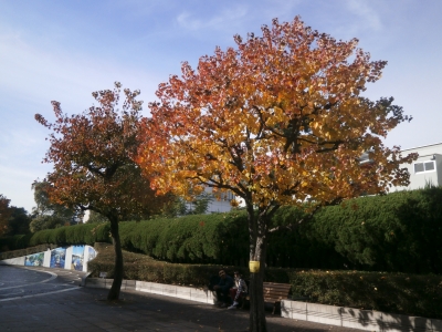 紅葉