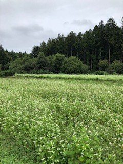 そば