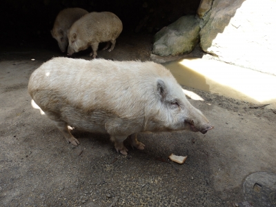 PA080135.JPG
