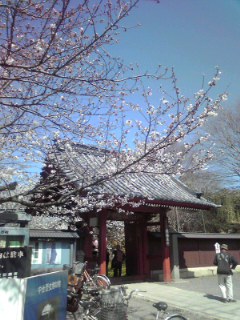 桜と称名寺