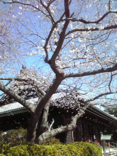 桜
