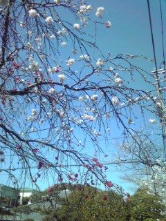 春の花