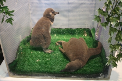 ペンギン