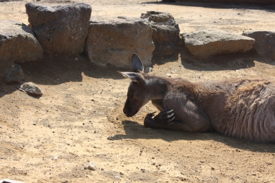 カンガ