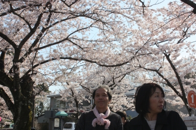 桜