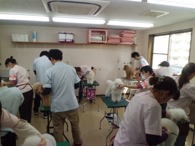 トリマー認定試験風景