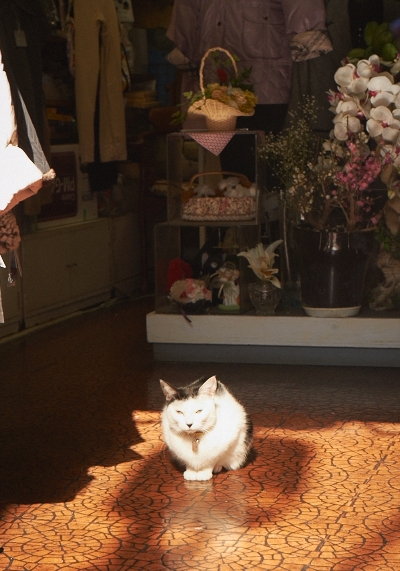 近所の猫