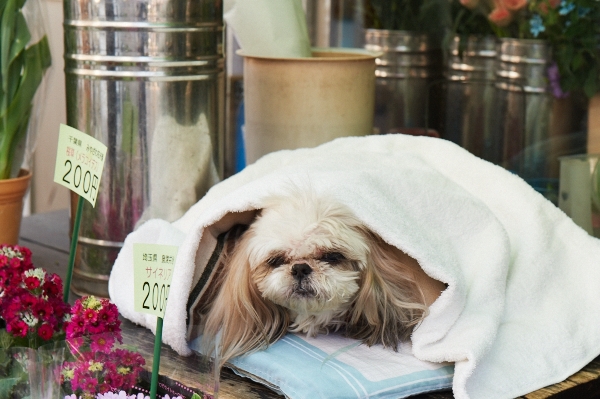 花屋の犬