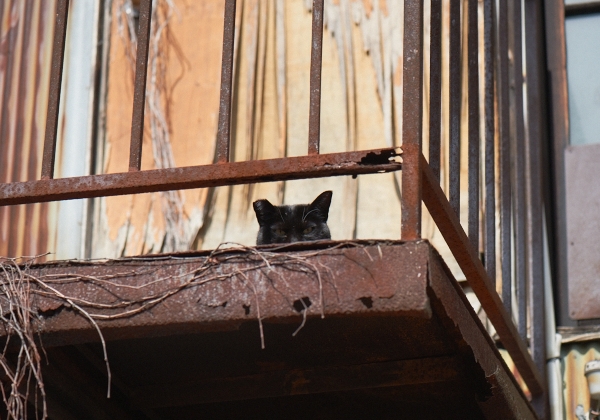 鳥越の猫