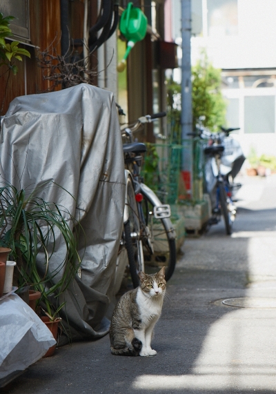 鳥越の猫