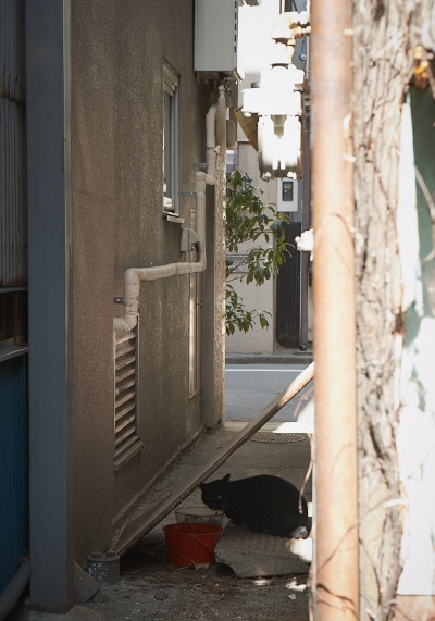 廃墟のねこ