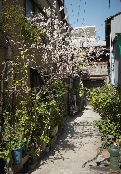 桜さく