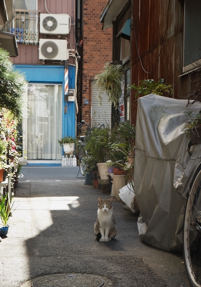猫