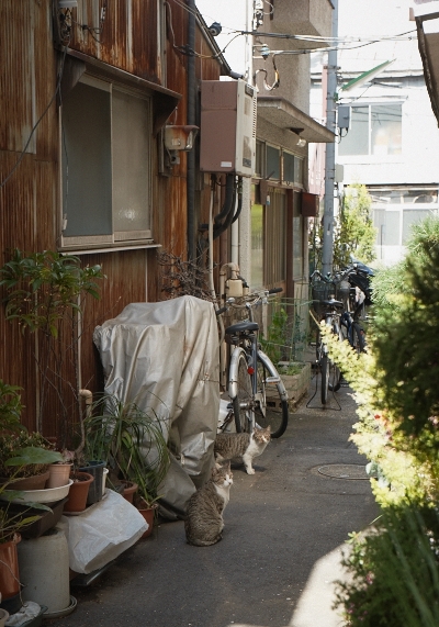 猫